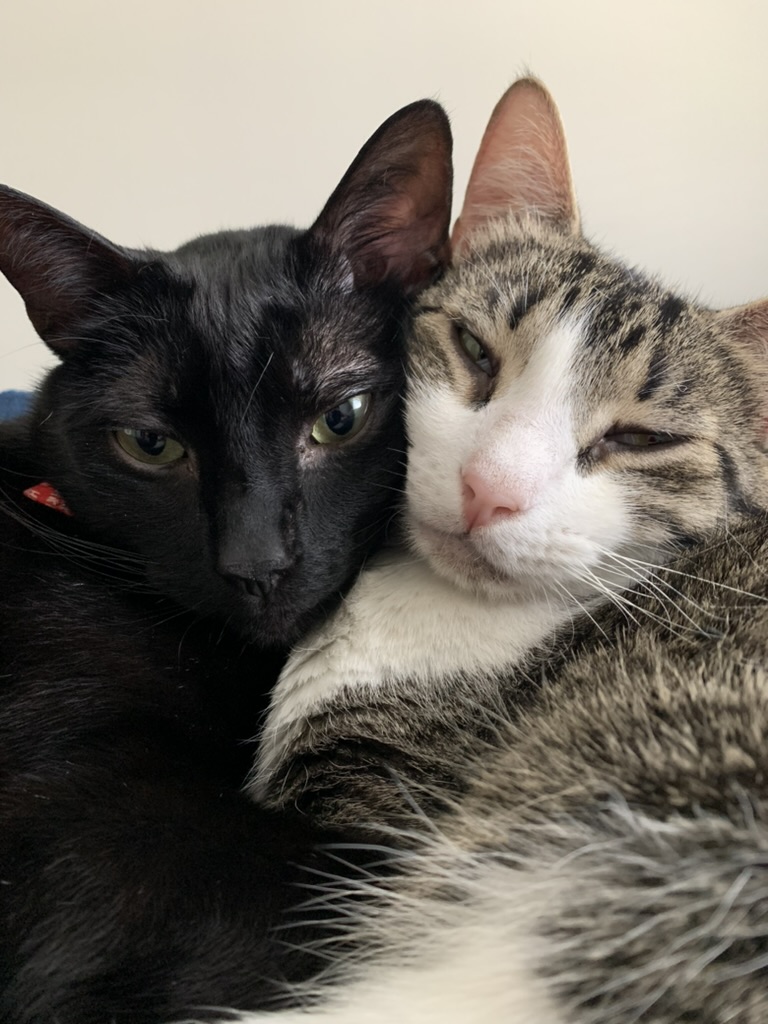 Cats